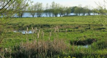 Ferry Lagoon, Fen Drayton