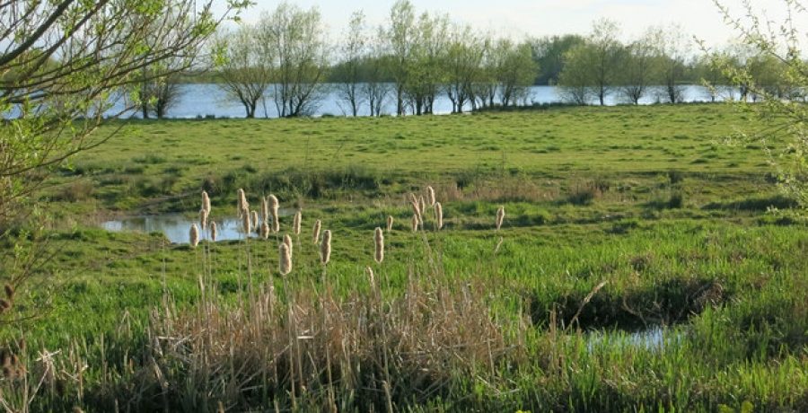 Ferry Lagoon, Fen Drayton