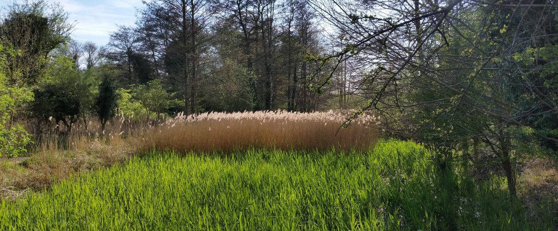 Reed beds at Fowlmere Nature Reserve
