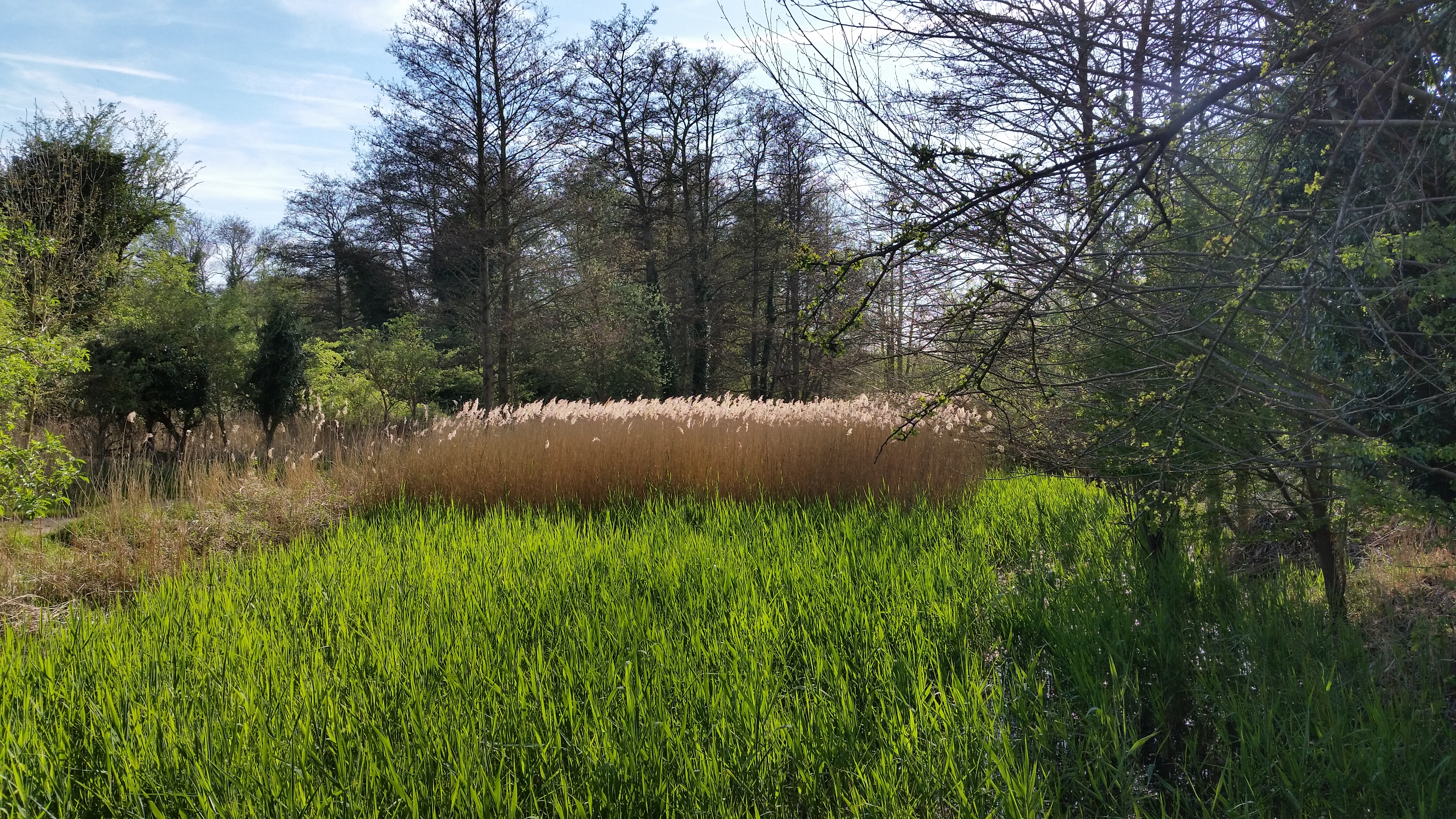 Reed beds at Fowlmere Nature Reserve