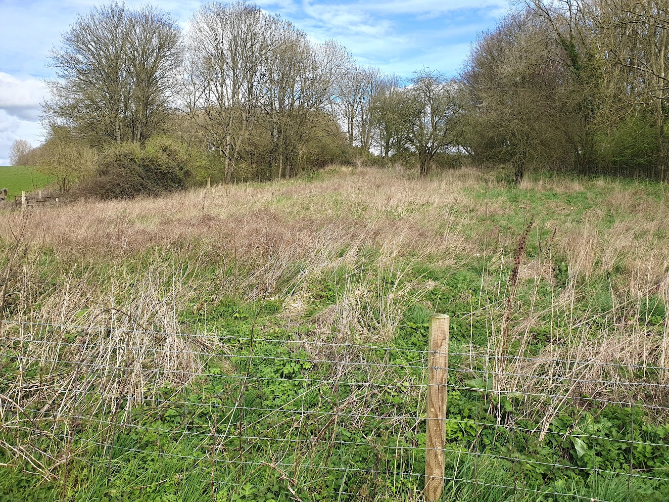 Dorset CPRE seeks sponsorship to plant hundreds of trees for centenary at Kingston Maurward, Dorchester