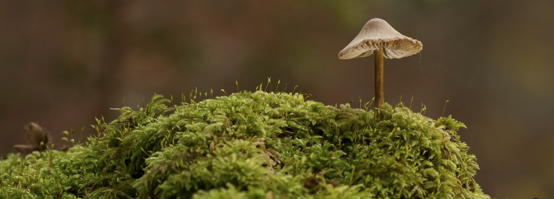 Fungi on a moss covered log in the Surrey countryside