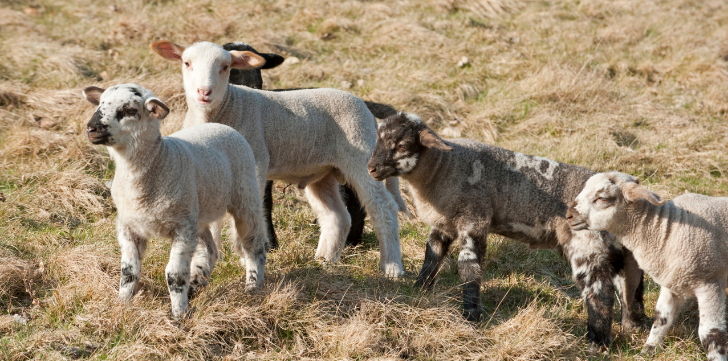 Do you know the Countryside Code?