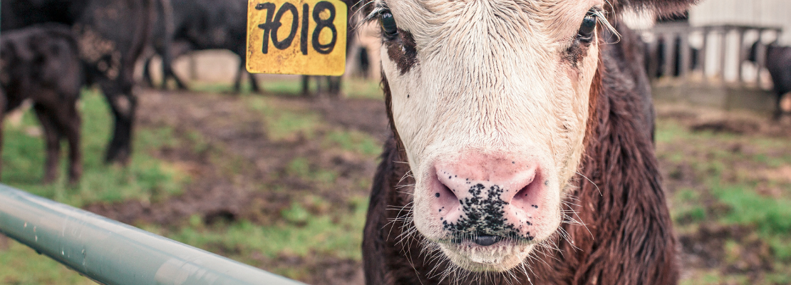 Do you know the Countryside Code?