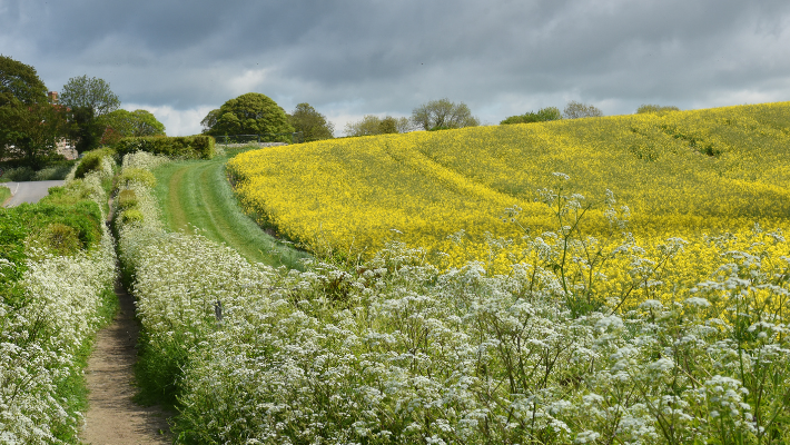 Photo of a native British hedgerow with a footpath and field running alongside