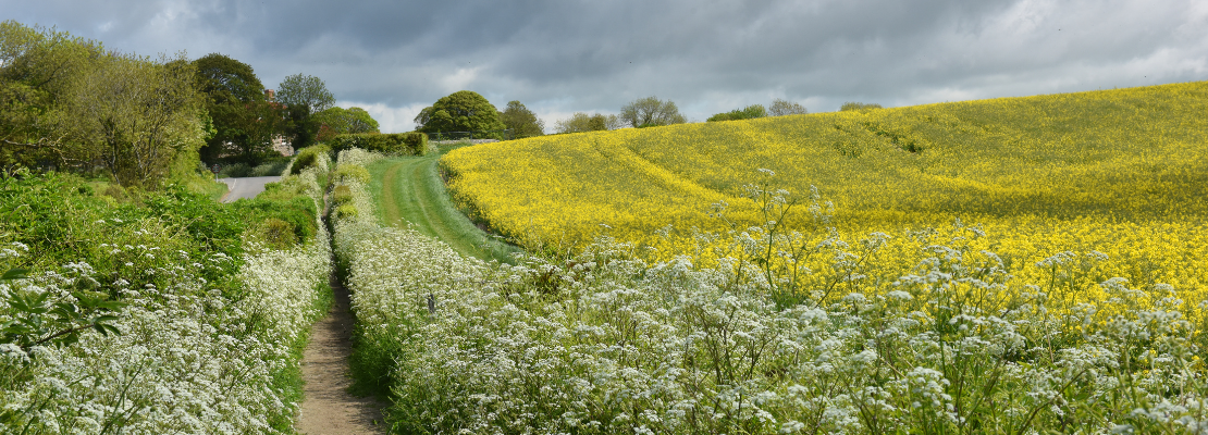 Photo of a native British hedgerow with a footpath and field running alongside