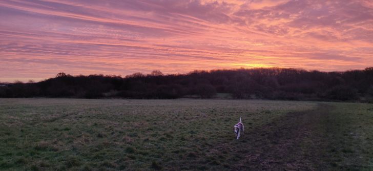 Dogwalking at Fellands Copse at sunset