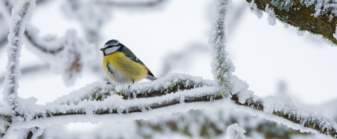 Blue tit on snowy branch