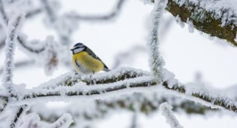 Blue tit on snowy branch