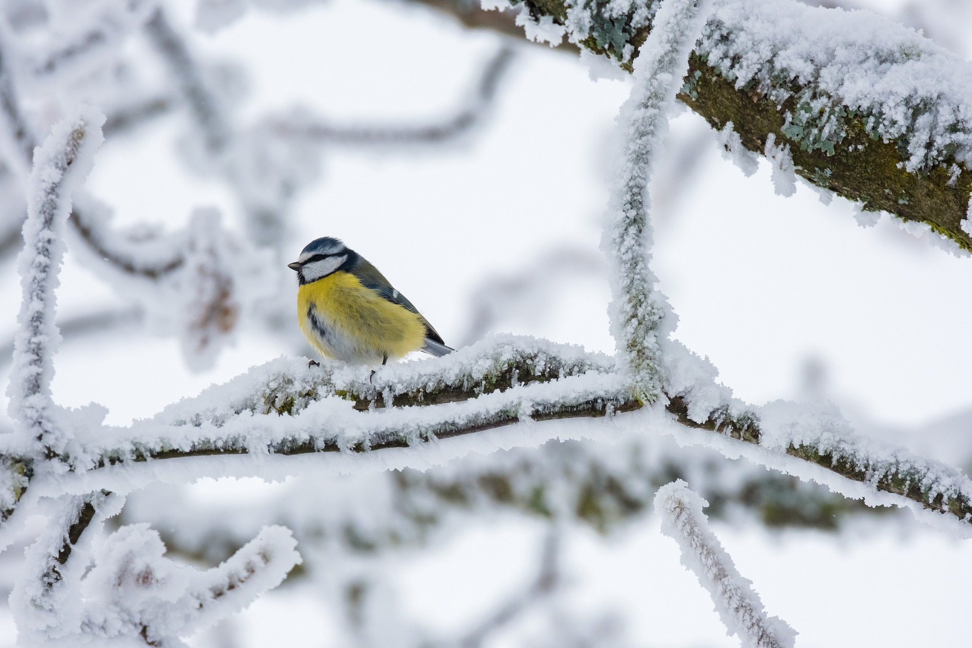 Blue tit on snowy branch