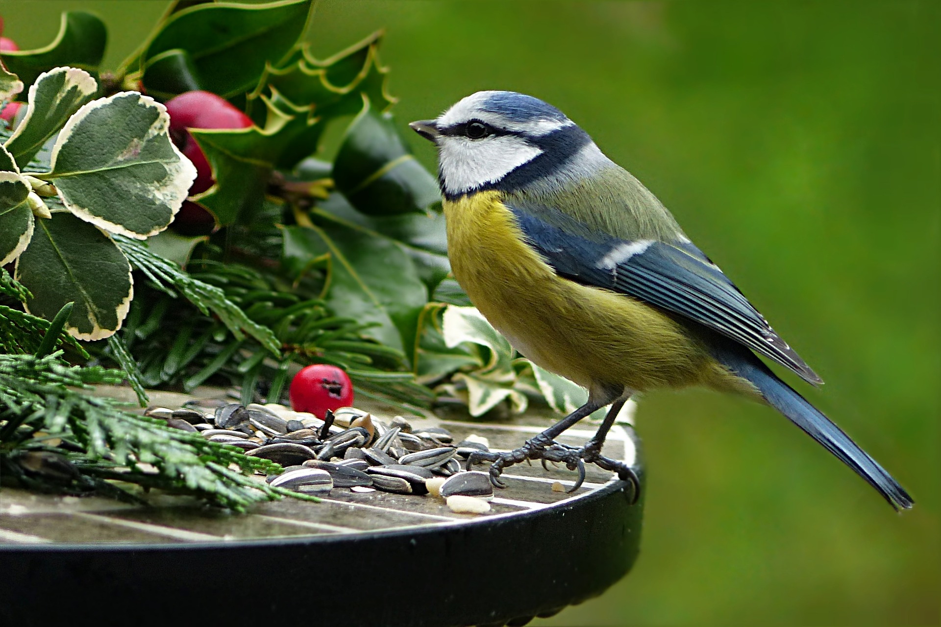 Blue tit feeding at table