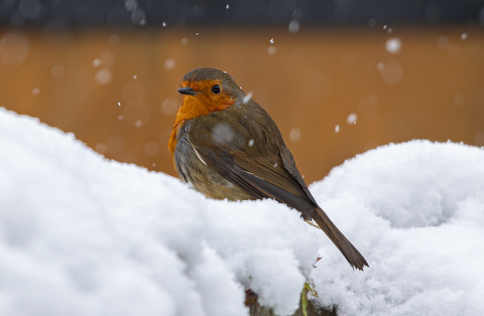 Robin in snow