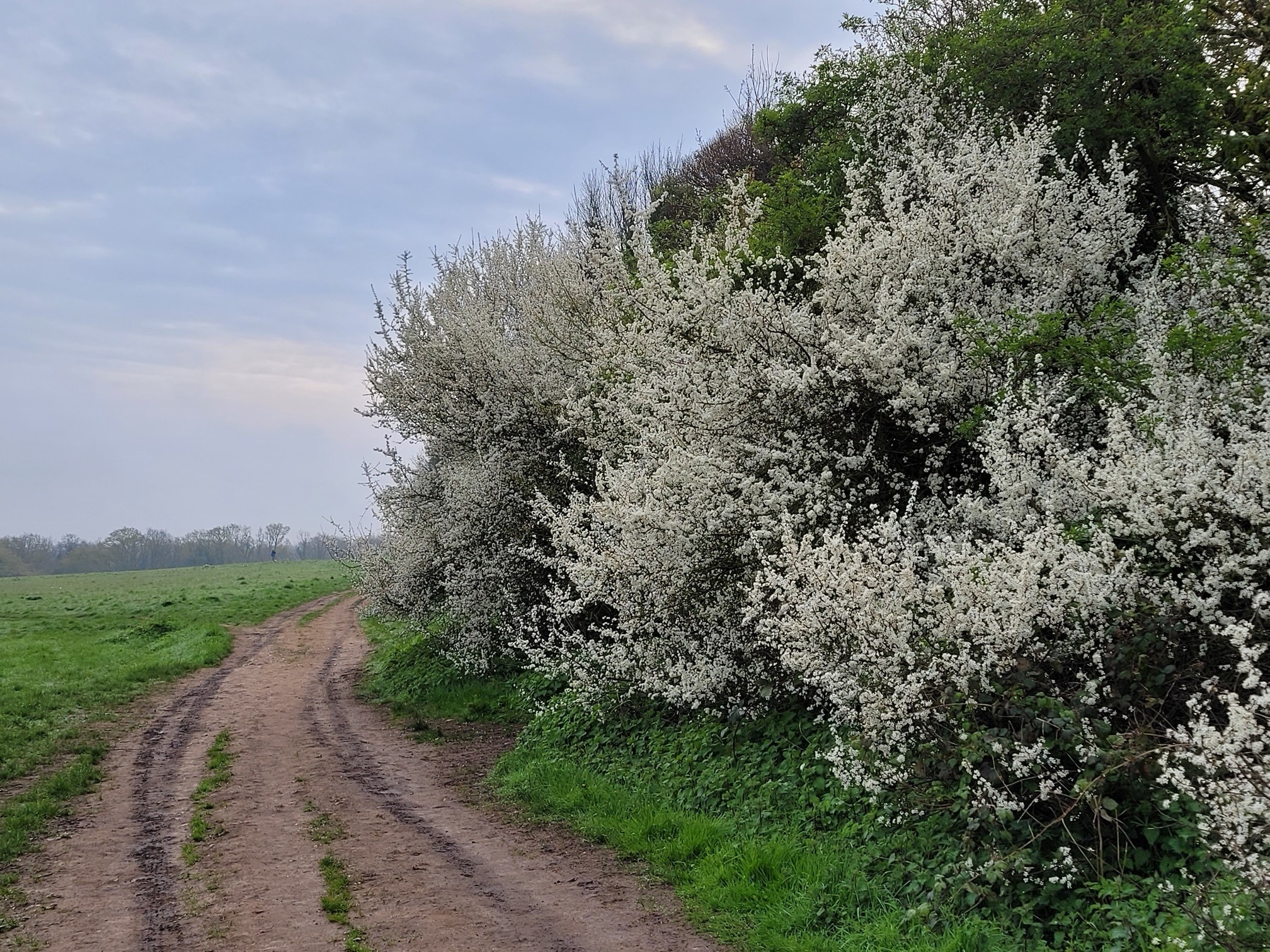Image of dirt track and hedges in Merrow Downs