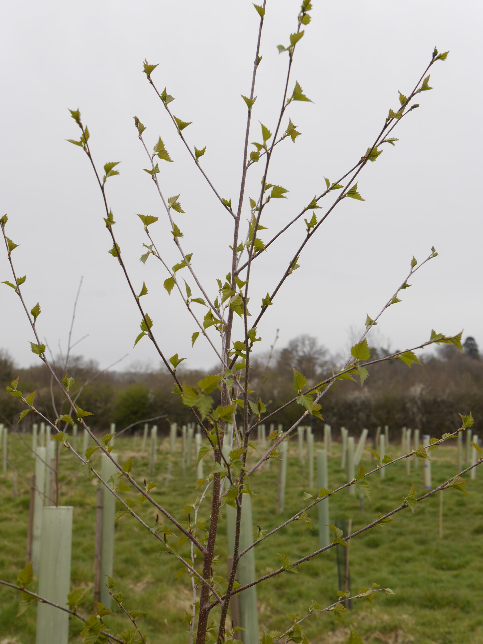 Image of Jubilee Wood in South Nutfield