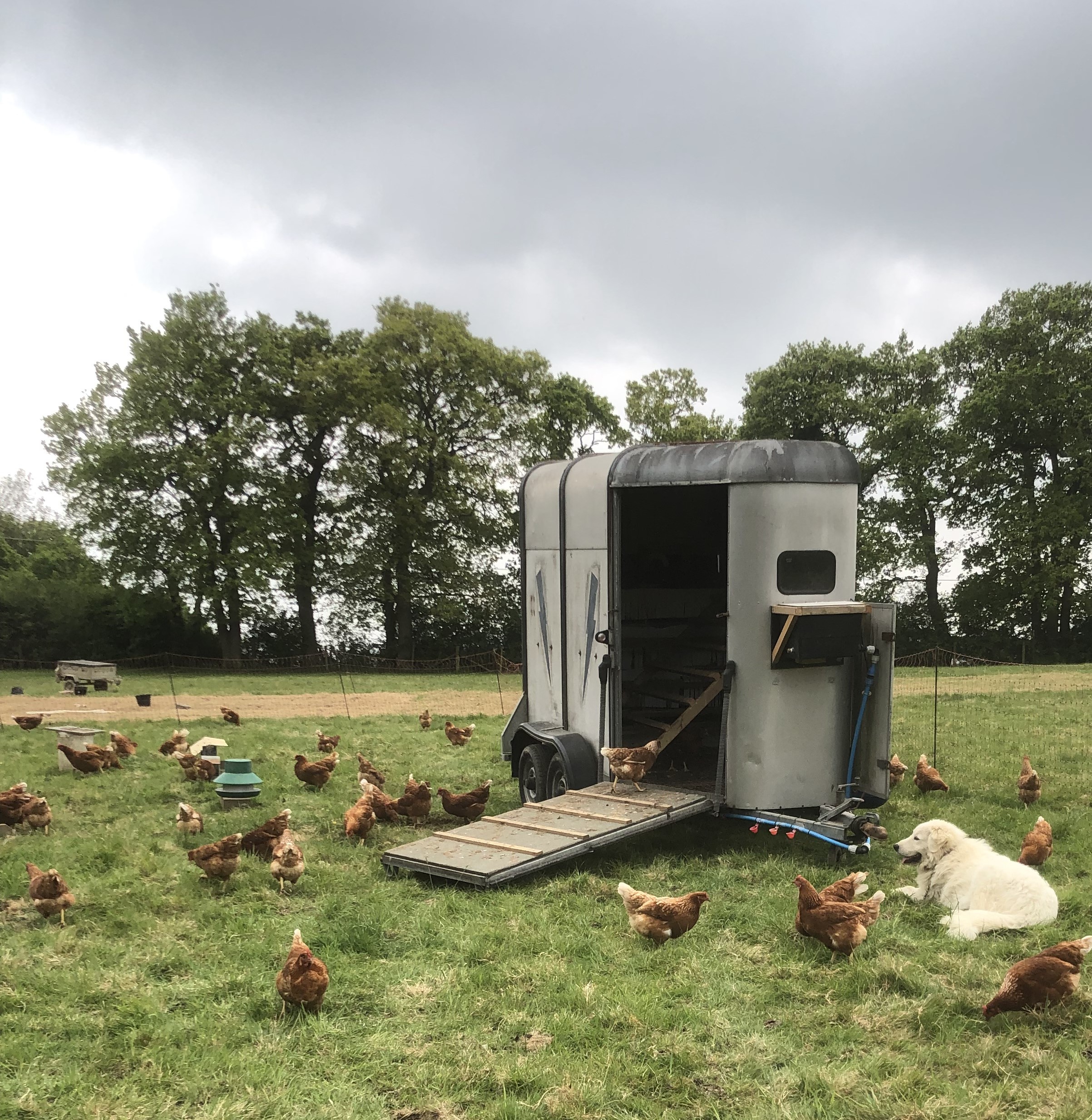 Image of Hen around a farm trailer at Brightleigh Farm