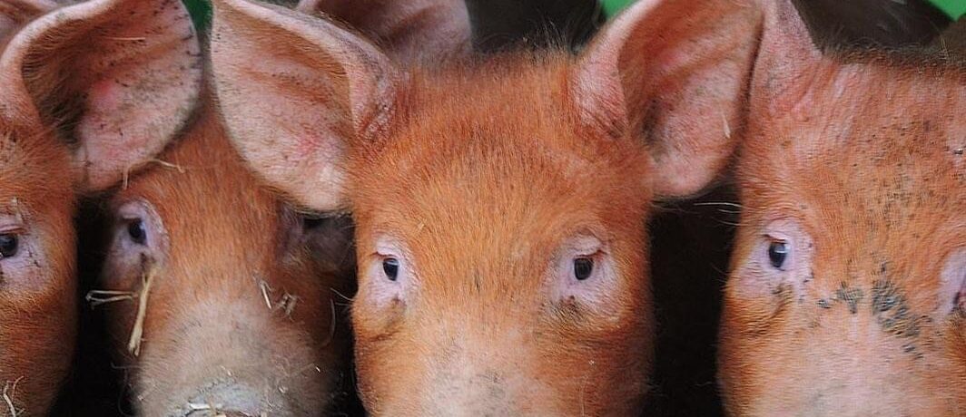 Image of 4 pigs at Brightleigh Farm