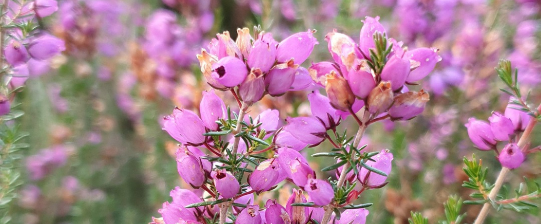 Heathland heather