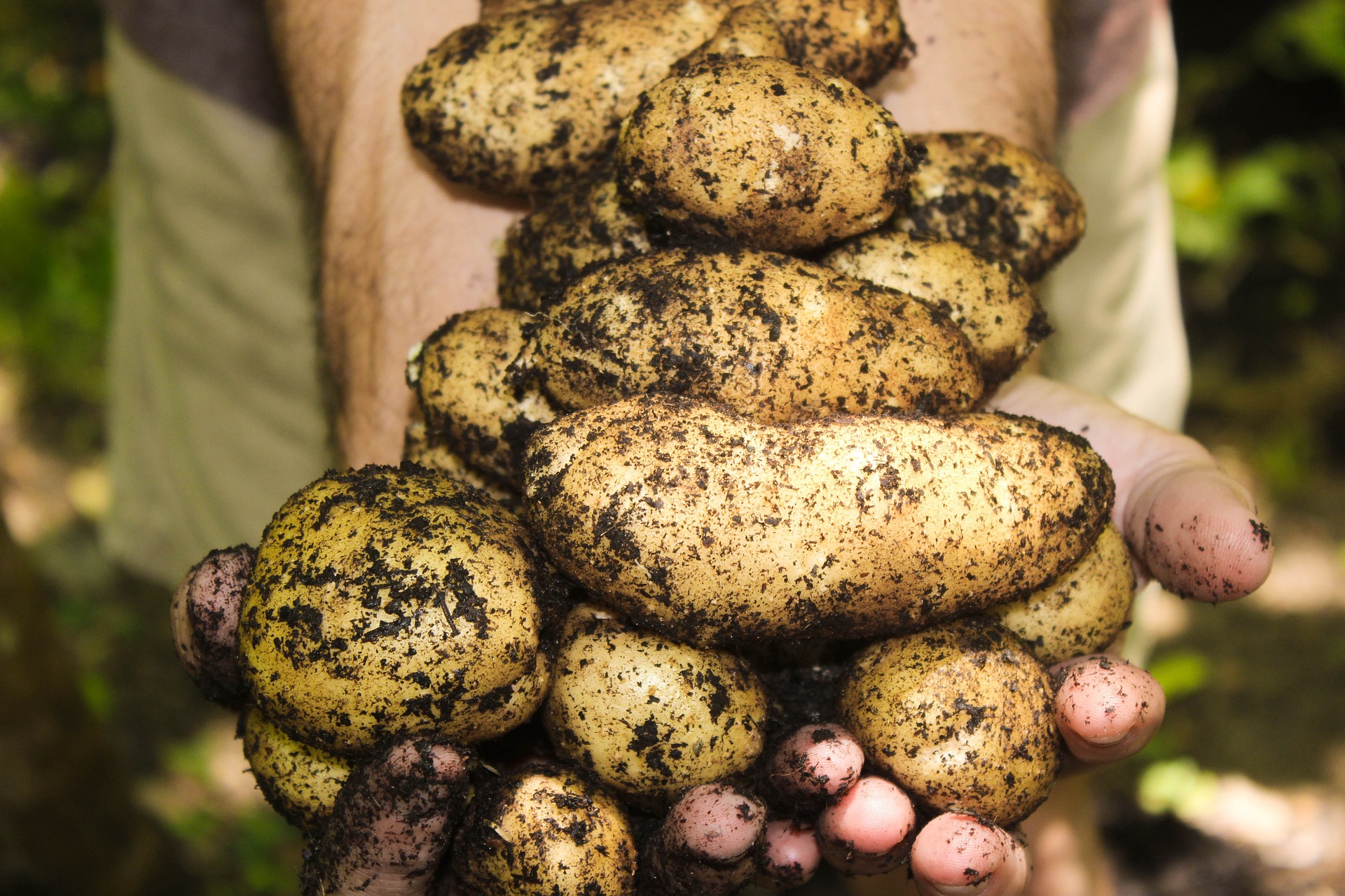 potatoes covered in soil
