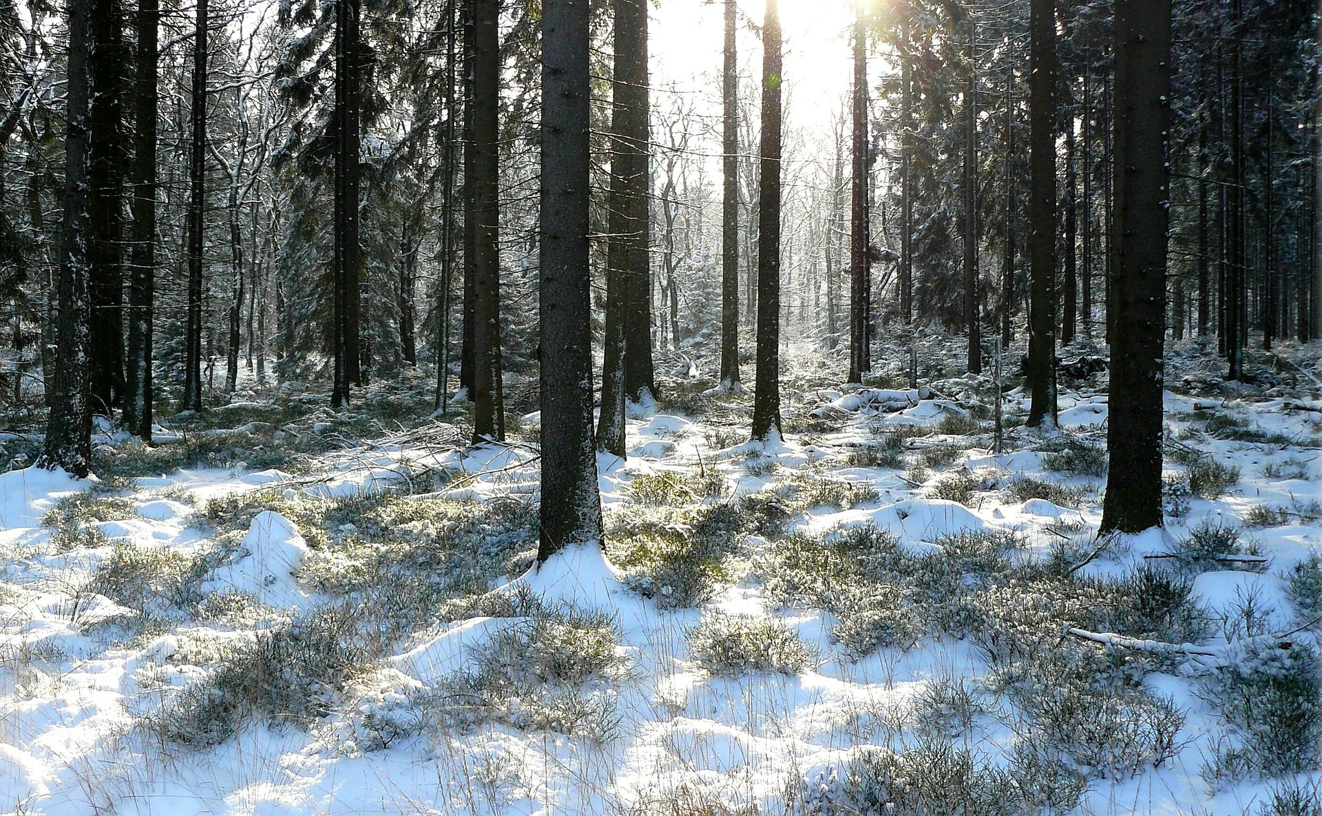 Trees in snow
