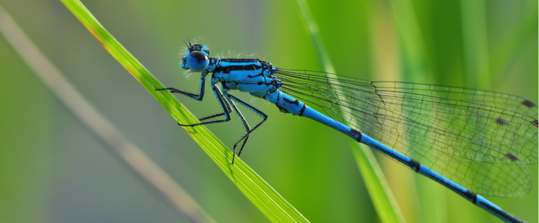 Dragonfly