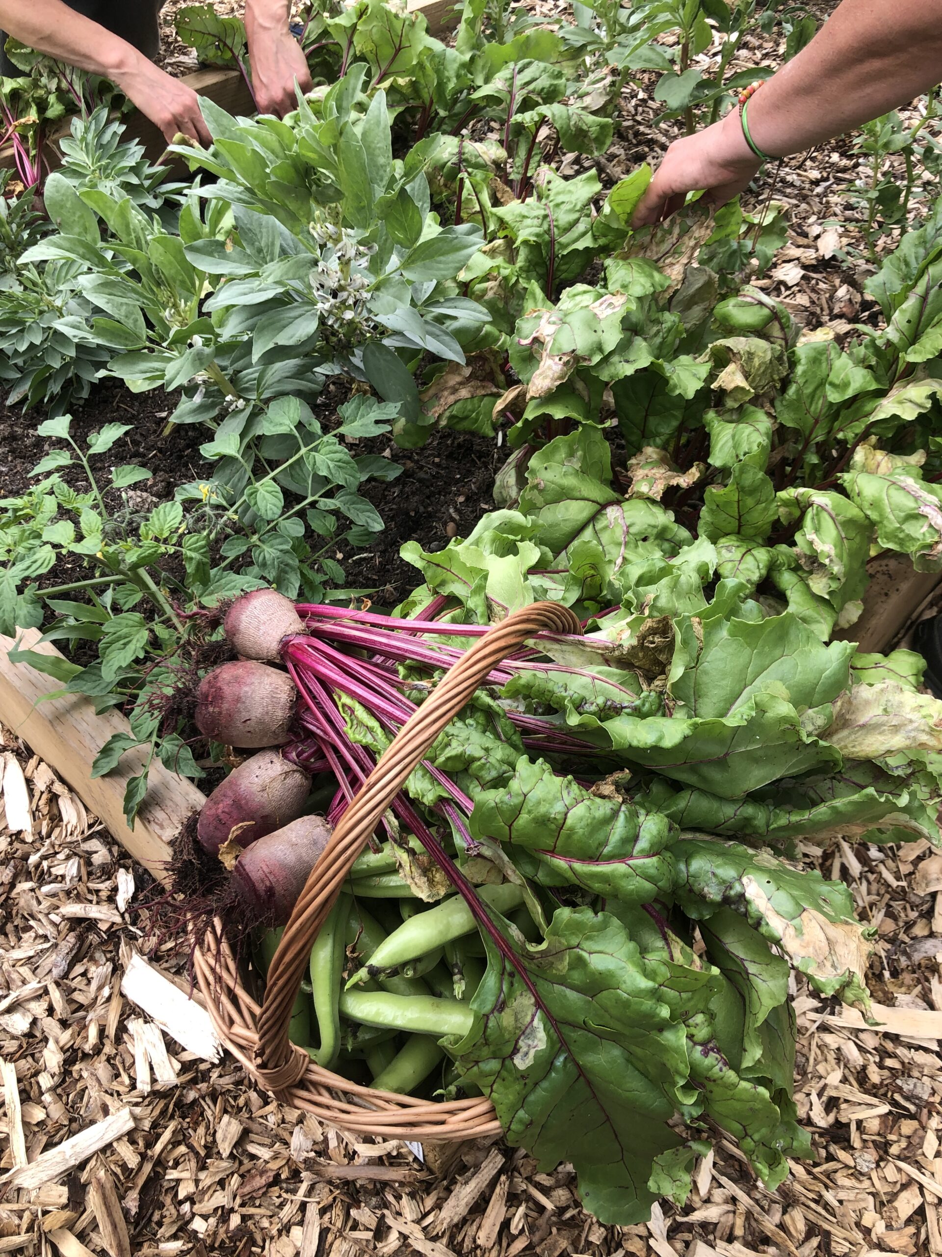 Image of beetroot being grown at Green Westcott Community Garden