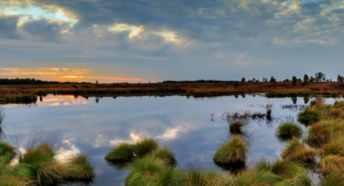 Wetland