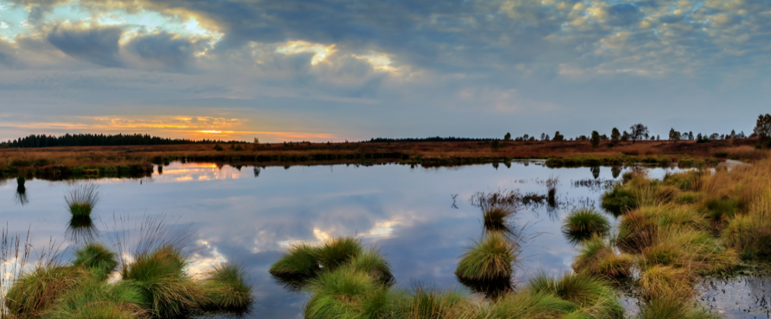 Wetland
