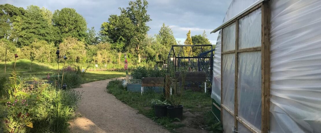 Image of Farncombe Community Garden with Polytunnel to the bottom right of the image and a path leading through the garden down the centre
