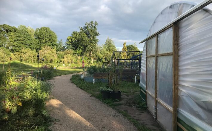 Image of Farncombe Community Garden with Polytunnel to the bottom right of the image and a path leading through the garden down the centre