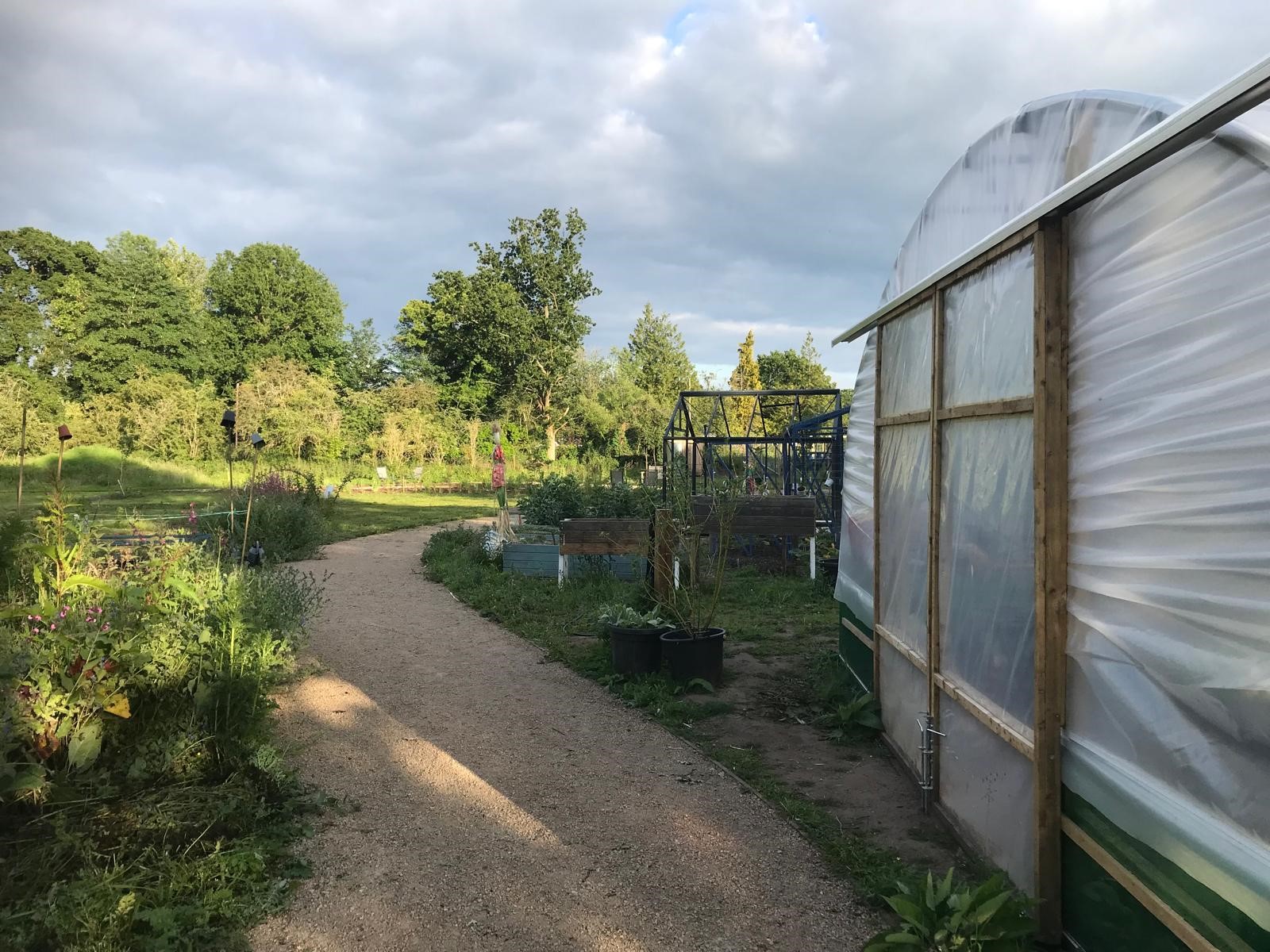 Image of Farncombe Community Garden with Polytunnel to the bottom right of the image and a path leading through the garden down the centre
