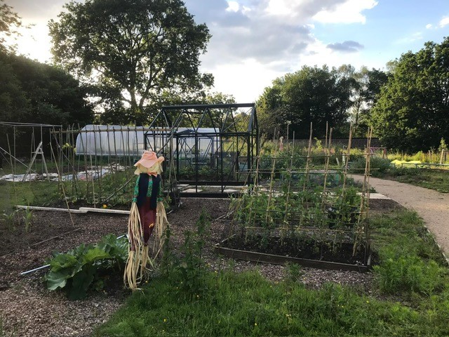 Image of Farncombe Community Garden showing vegetable patches and a scarecrow