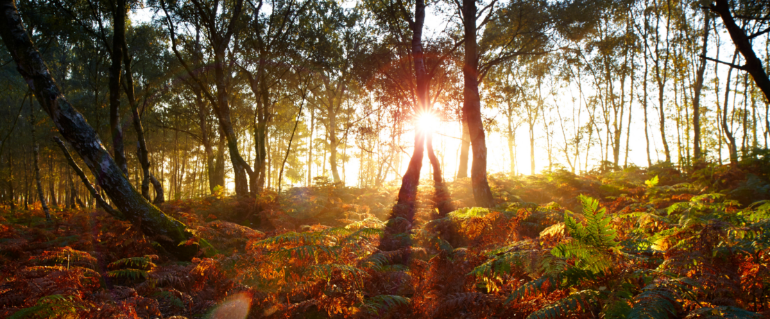Image of Surrey Woodland and bracken at sunrise