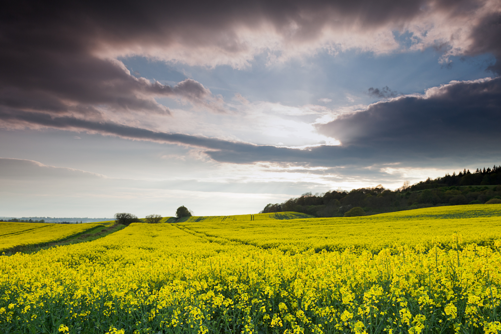 Image of Rapeseed in Surrey field under clouds