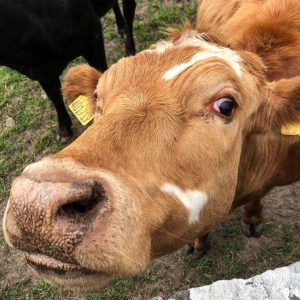A close-up of a cow's face