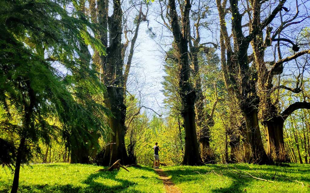 A figure on a path below tall, sunlit trees