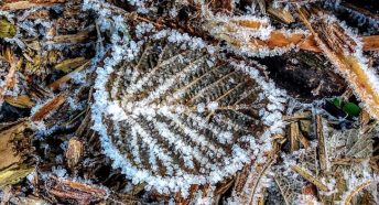 A frosty leaf on the ground