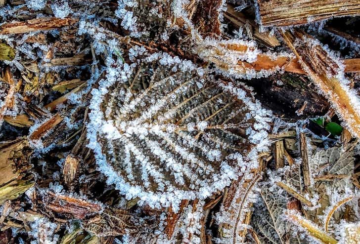A frosty leaf on the ground