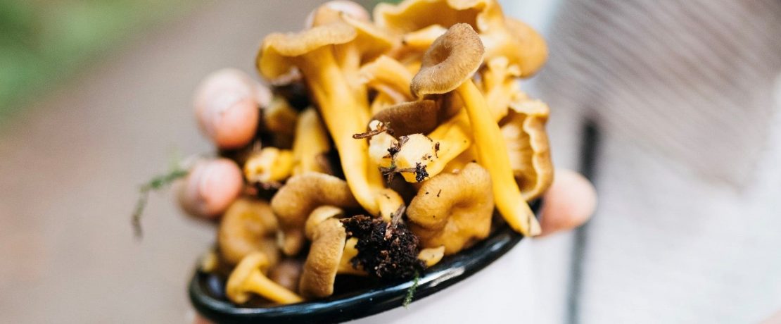 An enamel mug full of delicate orange mushrooms