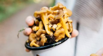 An enamel mug full of delicate orange mushrooms