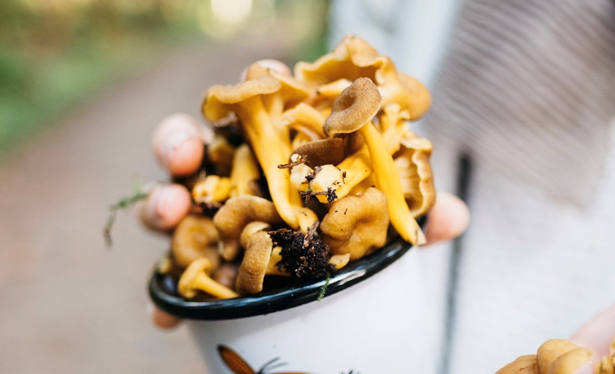 An enamel mug full of delicate orange mushrooms