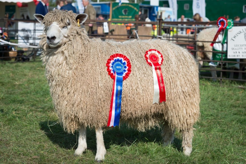 A large sheep bearing two bright rosettes