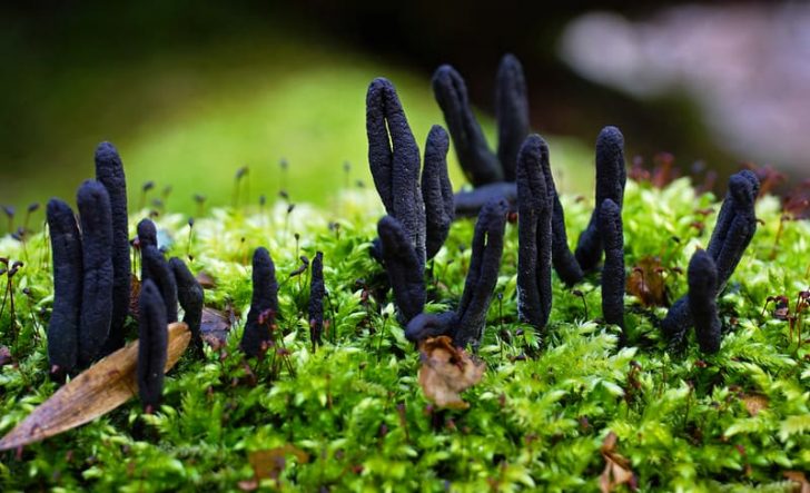 Black, slender cylindrical mushrooms growing from moss
