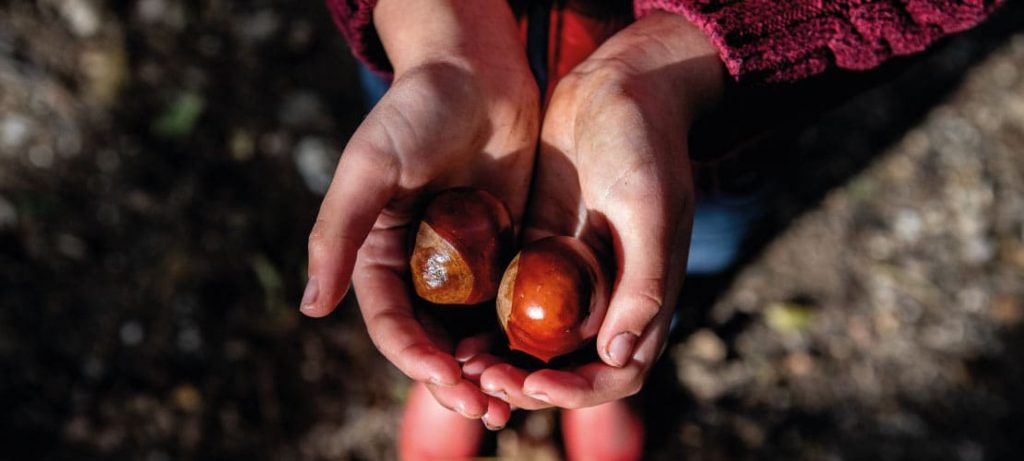 A close shot of a child's hand holding chestnuts