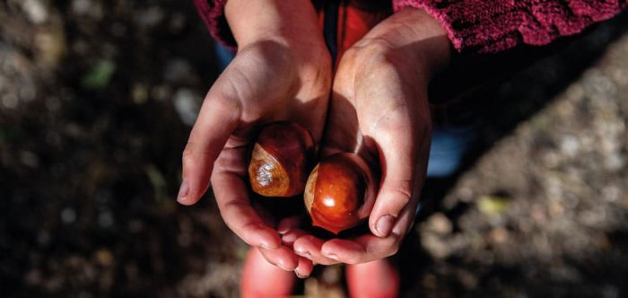 A close shot of a child's hand holding chestnuts