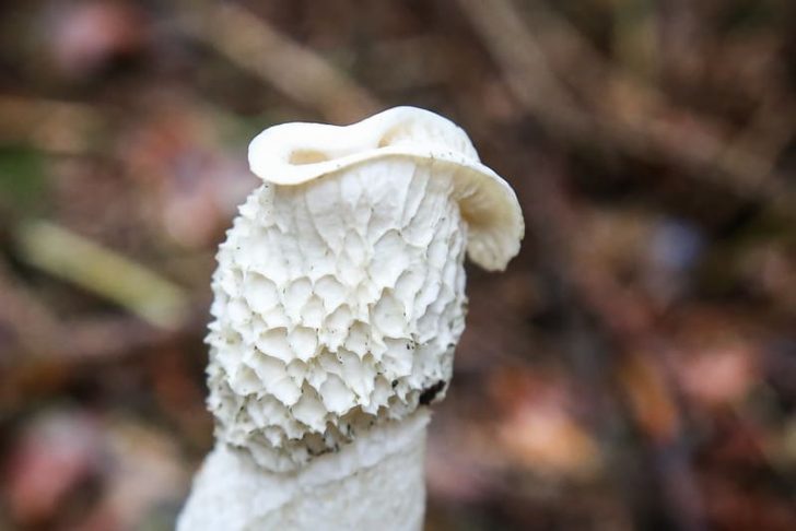 A textured, white mushroom head on a long stem