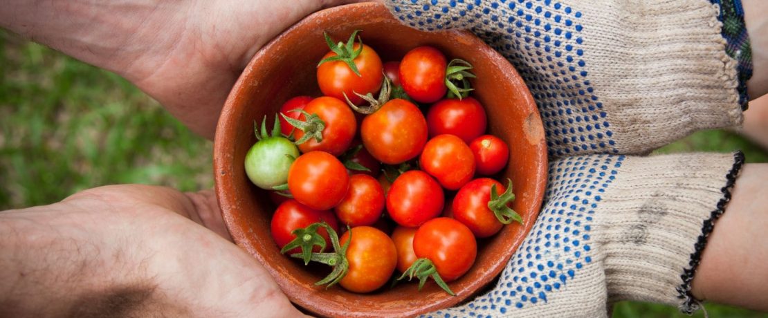 Hands holding a bowl of tomatoes