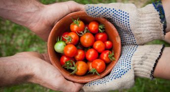 Hands holding a bowl of tomatoes