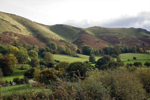 Rolling green hill with ferns and trees at the foot