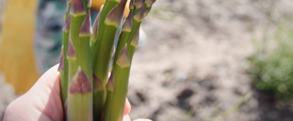 Hand holding asparagus