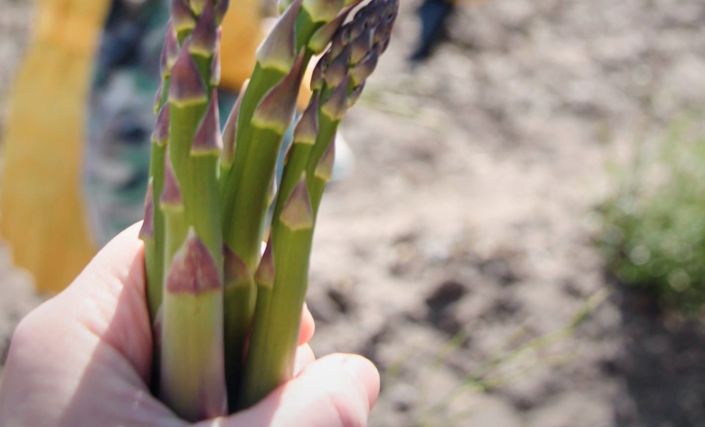 Hand holding asparagus